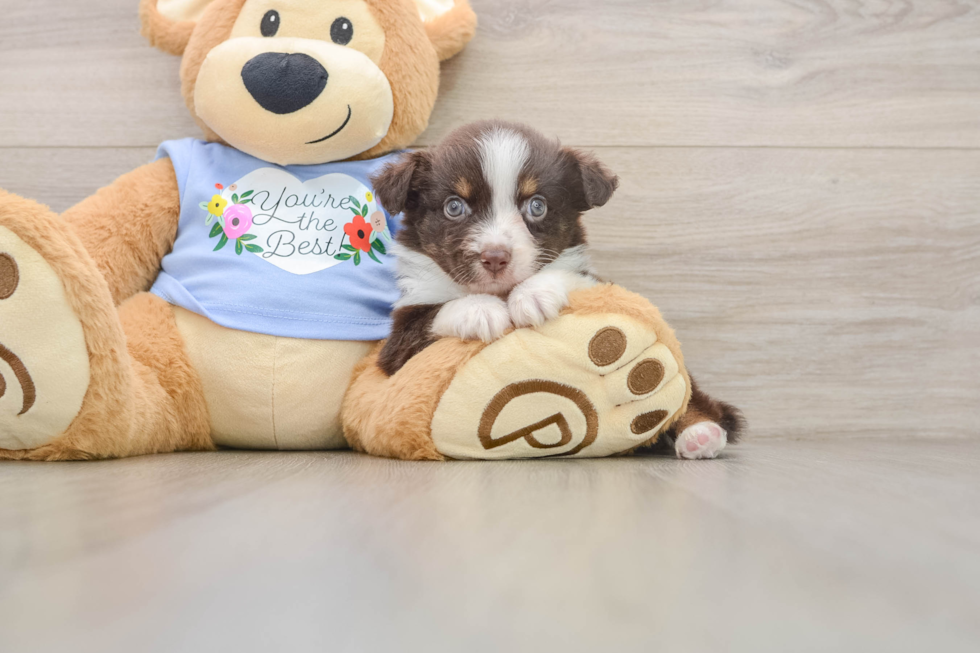 Mini Aussie Pup Being Cute