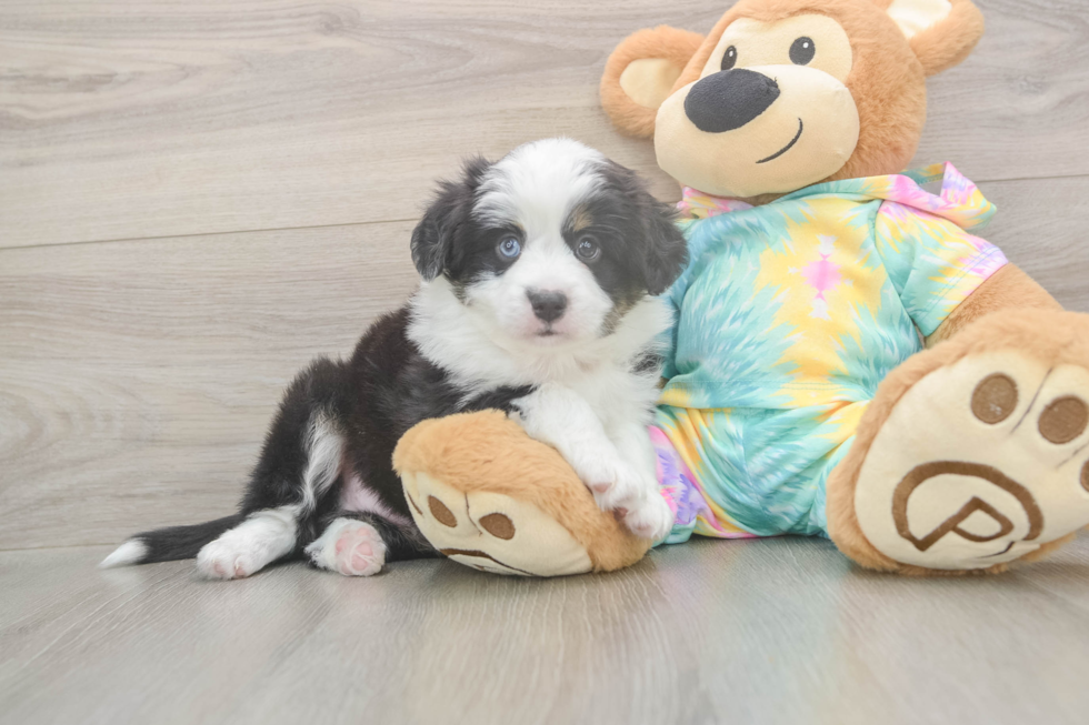 Best Mini Aussie Baby