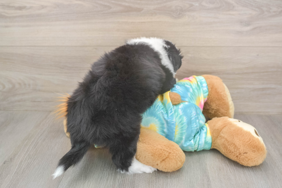 Small Mini Aussie Baby