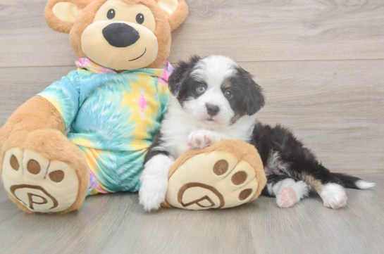 5 week old Mini Aussie Puppy For Sale - Seaside Pups Smart MAS Purebred Puppy