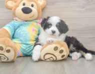 5 week old Mini Aussie Puppy For Sale - Seaside Pups 5 week old Mini Aussie Puppy For Sale - Seaside Pups