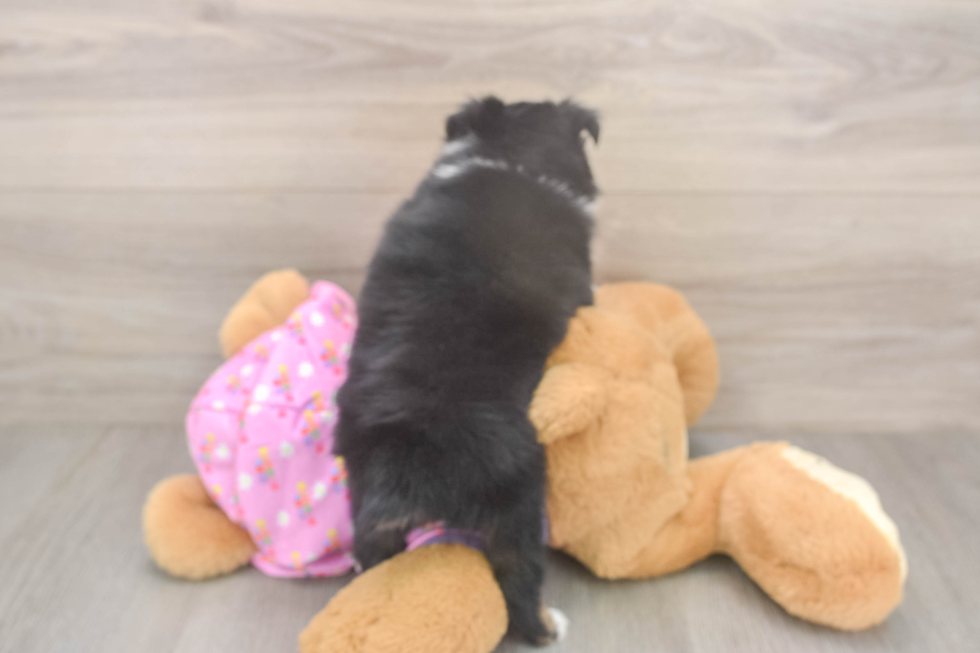 Small Mini Aussie Purebred Pup