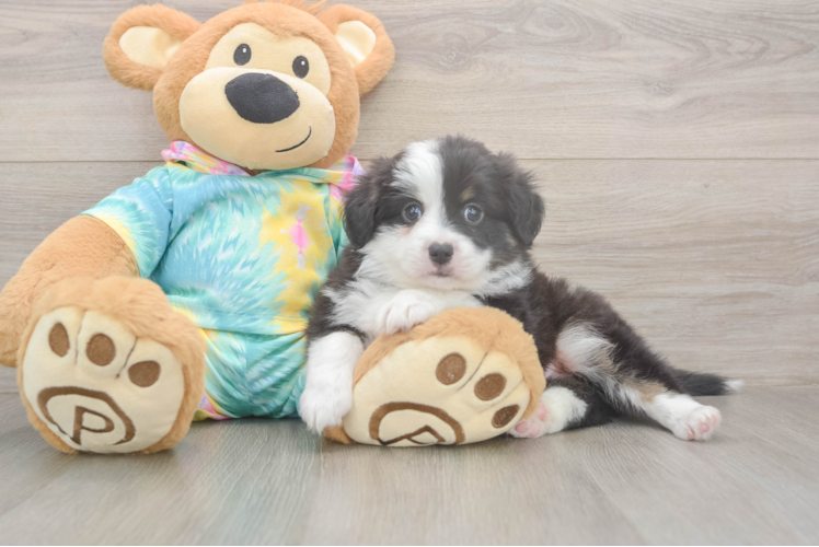 Akc Registered Mini Aussie Purebred Pup