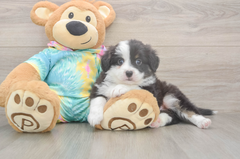 5 week old Mini Aussie Puppy For Sale - Seaside Pups
