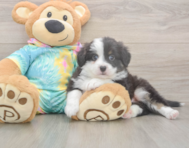 5 week old Mini Aussie Puppy For Sale - Seaside Pups 5 week old Mini Aussie Puppy For Sale - Seaside Pups