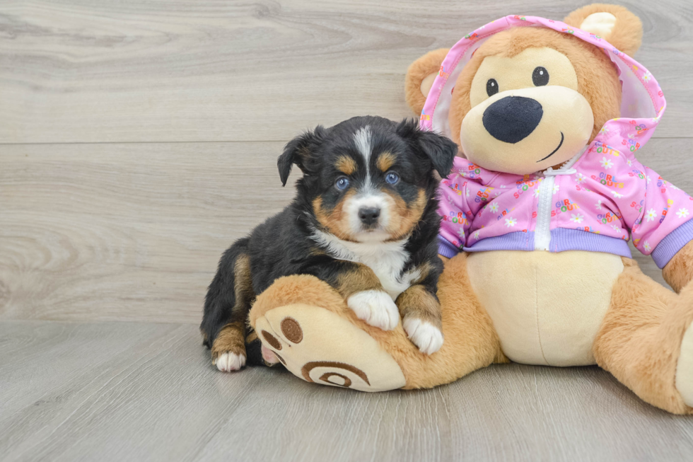 Playful Mini Aussie Purebred Pup