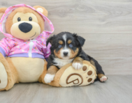 5 week old Mini Aussie Puppy For Sale - Seaside Pups