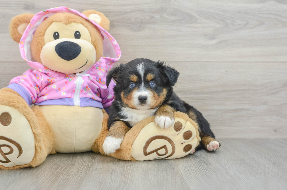 5 week old Mini Aussie Puppy For Sale - Seaside Pups