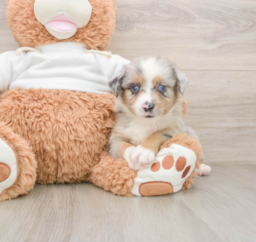 6 week old Mini Aussie Puppy For Sale - Seaside Pups