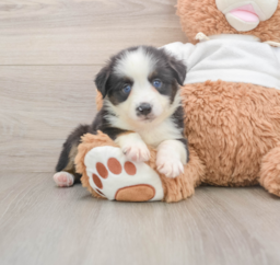 6 week old Mini Aussie Puppy For Sale - Seaside Pups
