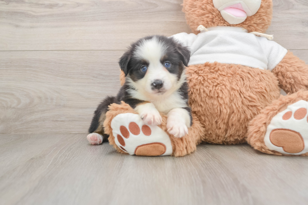 Energetic Mini Australian Shepherd Purebred Puppy