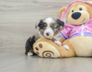 5 week old Mini Aussie Puppy For Sale - Seaside Pups