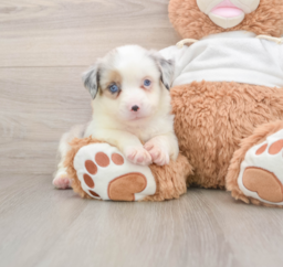 6 week old Mini Aussie Puppy For Sale - Seaside Pups
