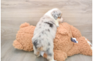 Mini Aussie Puppy for Adoption