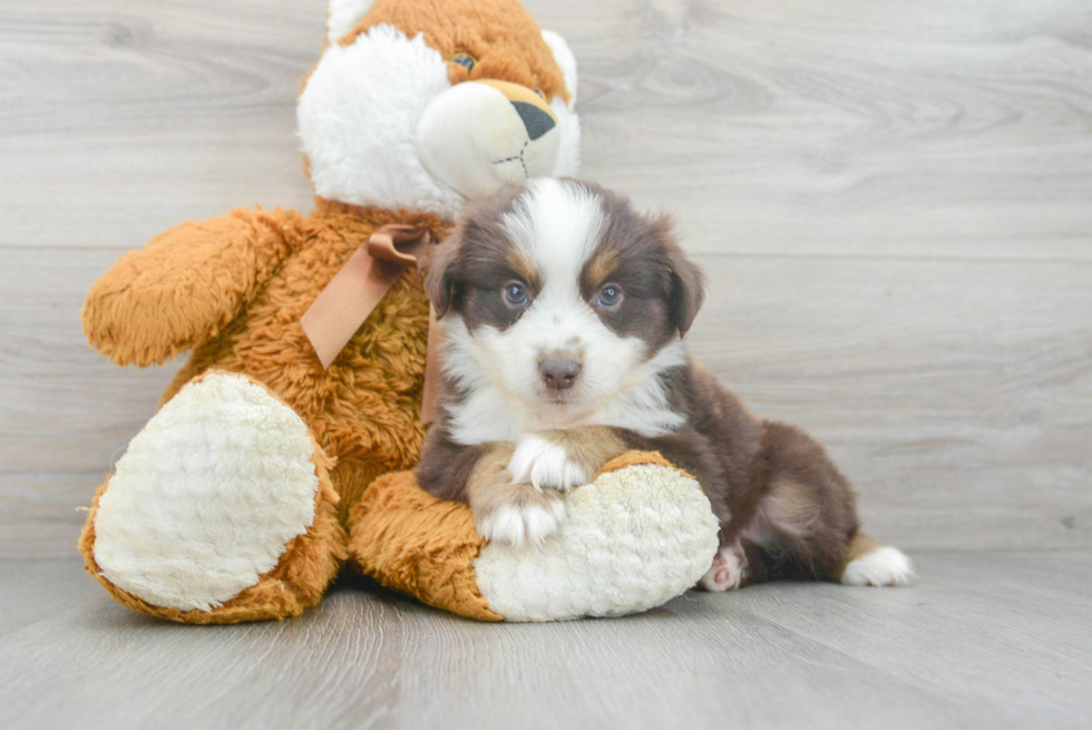 Mini Aussie Puppy for Adoption