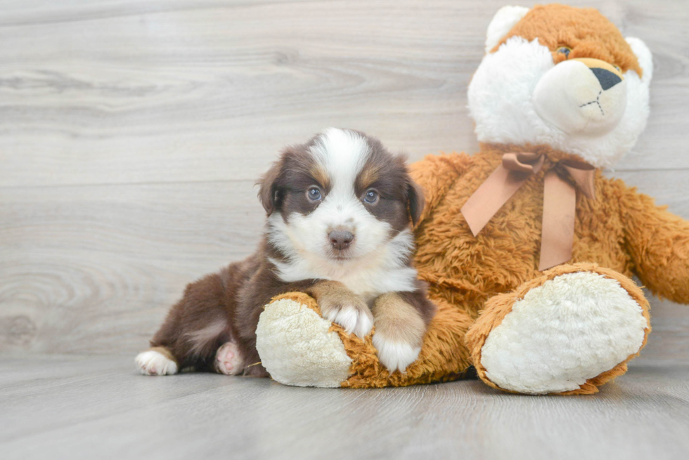 Mini Aussie Puppy for Adoption