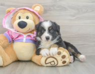 5 week old Mini Aussie Puppy For Sale - Seaside Pups