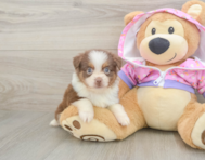 5 week old Mini Aussie Puppy For Sale - Seaside Pups
