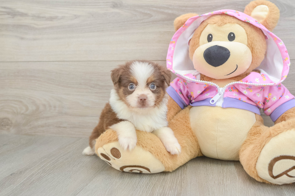 6 week old Mini Aussie Puppy For Sale - Seaside Pups