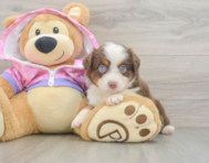 5 week old Mini Aussie Puppy For Sale - Seaside Pups