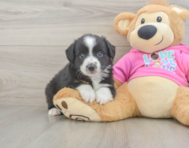 5 week old Mini Aussie Puppy For Sale - Seaside Pups