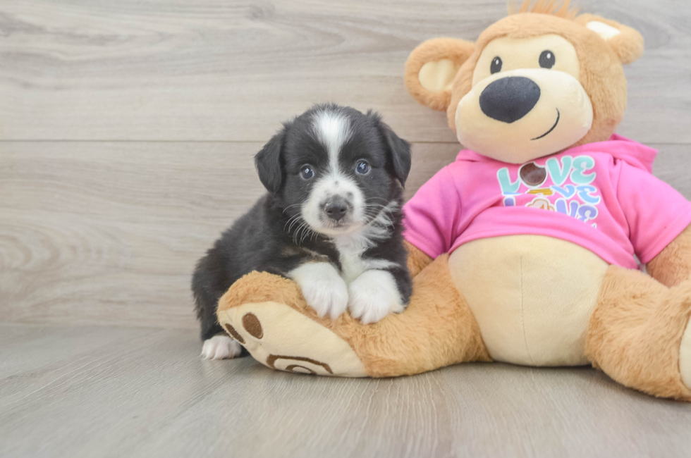 6 week old Mini Aussie Puppy For Sale - Seaside Pups