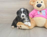 5 week old Mini Aussie Puppy For Sale - Seaside Pups