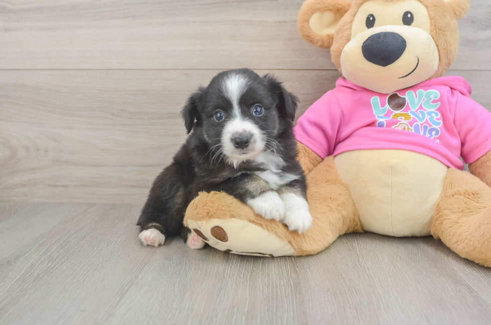 6 week old Mini Aussie Puppy For Sale - Seaside Pups
