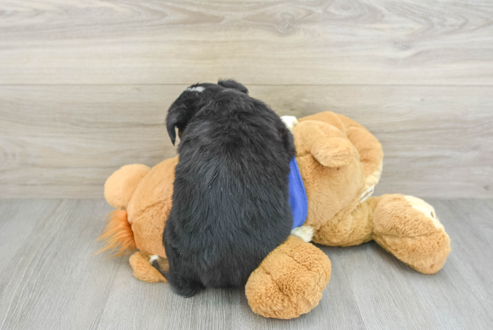 Mini Aussie Puppy for Adoption