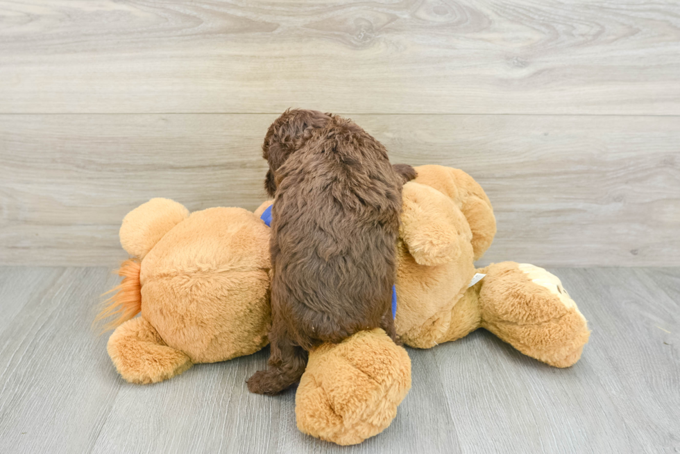 Best Mini Aussiedoodle Baby