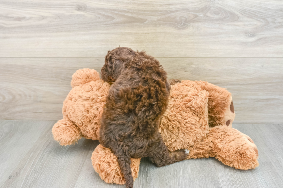 Best Mini Aussiedoodle Baby