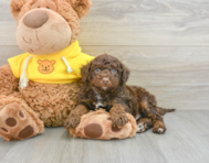 8 week old Mini Aussiedoodle Puppy For Sale - Seaside Pups