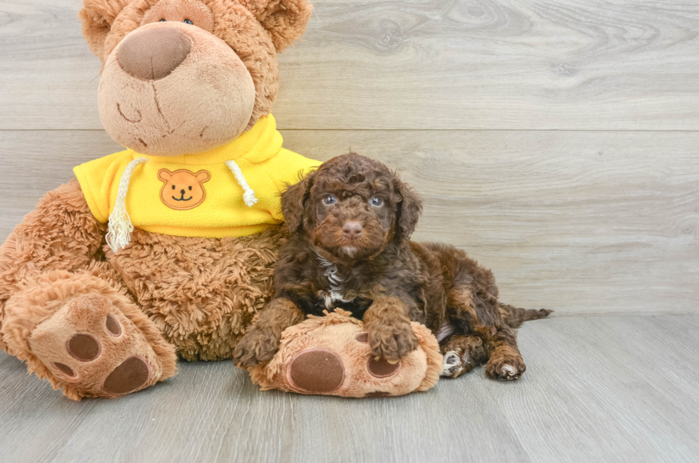 5 week old Mini Aussiedoodle Puppy For Sale - Seaside Pups