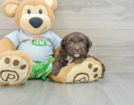 9 week old Mini Aussiedoodle Puppy For Sale - Seaside Pups