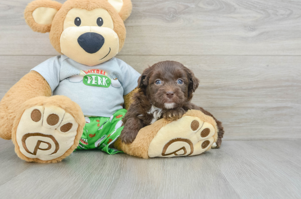 7 week old Mini Aussiedoodle Puppy For Sale - Seaside Pups