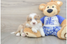 Mini Aussiedoodle Pup Being Cute