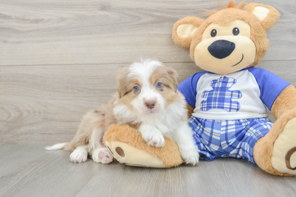 Mini Aussiedoodle Pup Being Cute