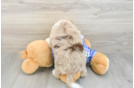 Adorable Mini Australian Shepherd X Poodle Mix Poodle Mix Puppy