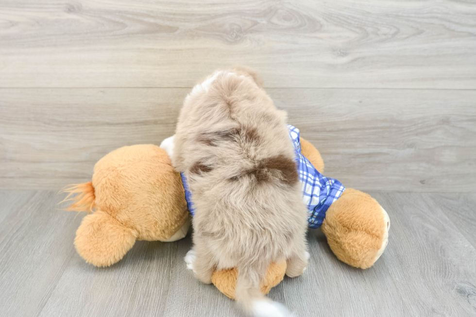 Adorable Mini Australian Shepherd X Poodle Mix Poodle Mix Puppy