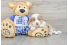 Energetic Aussie Poo Poodle Mix Puppy