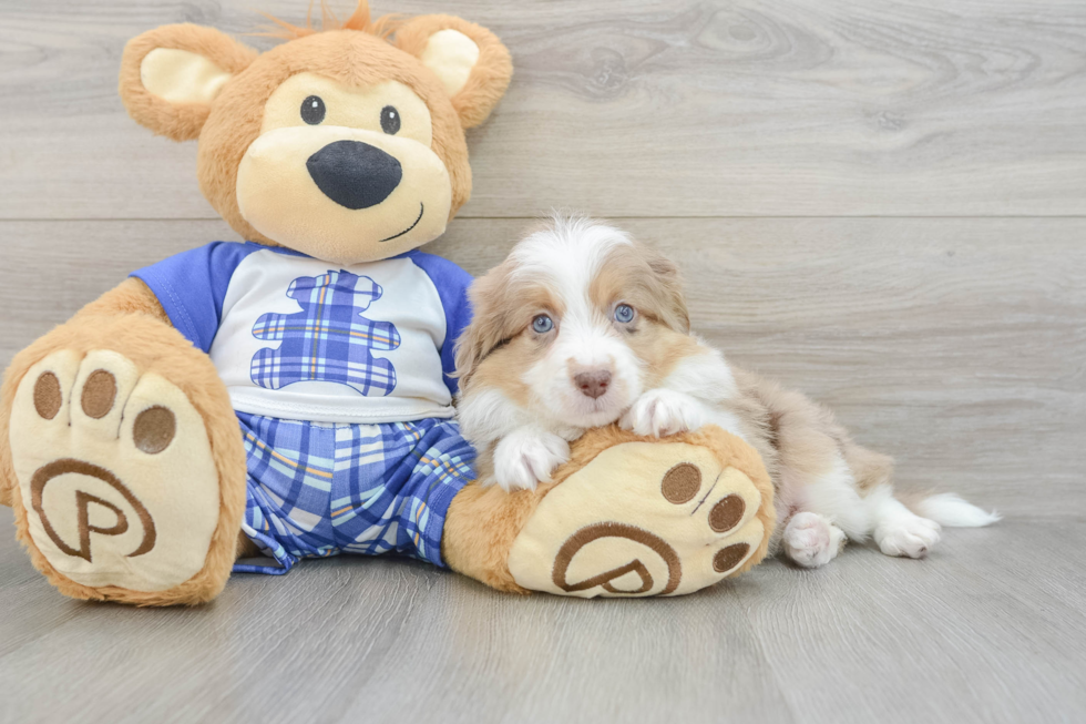 Energetic Aussie Poo Poodle Mix Puppy