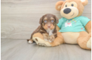 Playful Mini Aussiepoodle Poodle Mix Puppy