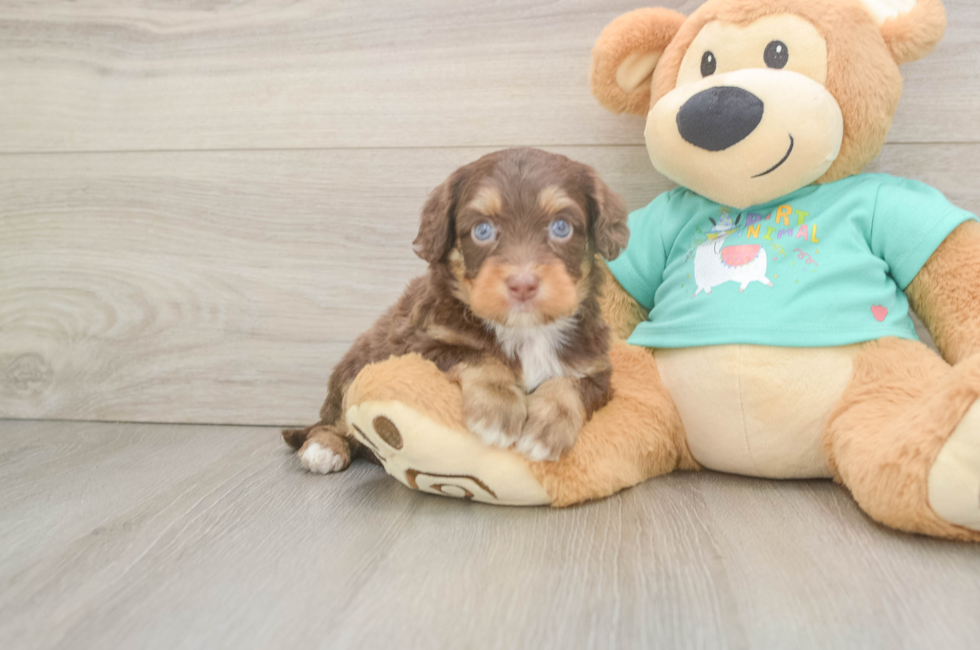 5 week old Mini Aussiedoodle Puppy For Sale - Seaside Pups