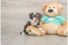 Best Mini Aussiedoodle Baby
