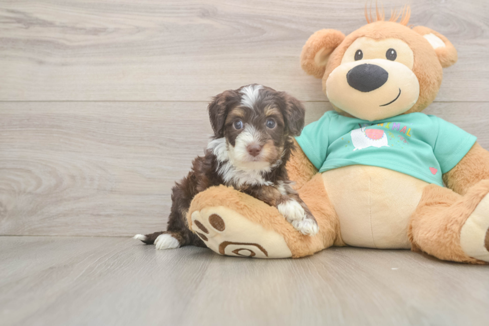 Best Mini Aussiedoodle Baby