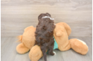 Petite Mini Aussiedoodle Poodle Mix Pup