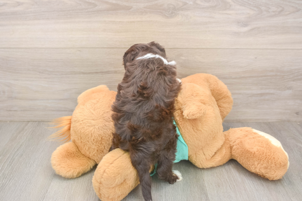 Petite Mini Aussiedoodle Poodle Mix Pup