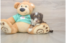 Best Mini Aussiedoodle Baby