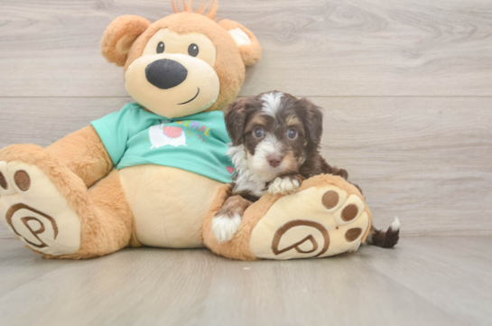 Best Mini Aussiedoodle Baby