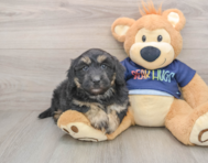5 week old Mini Aussiedoodle Puppy For Sale - Seaside Pups